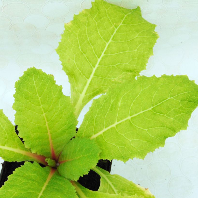 Primevère - Primula japonica (Foliage)