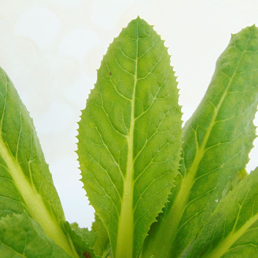 Primevère - Primula secundiflora (Foliage)