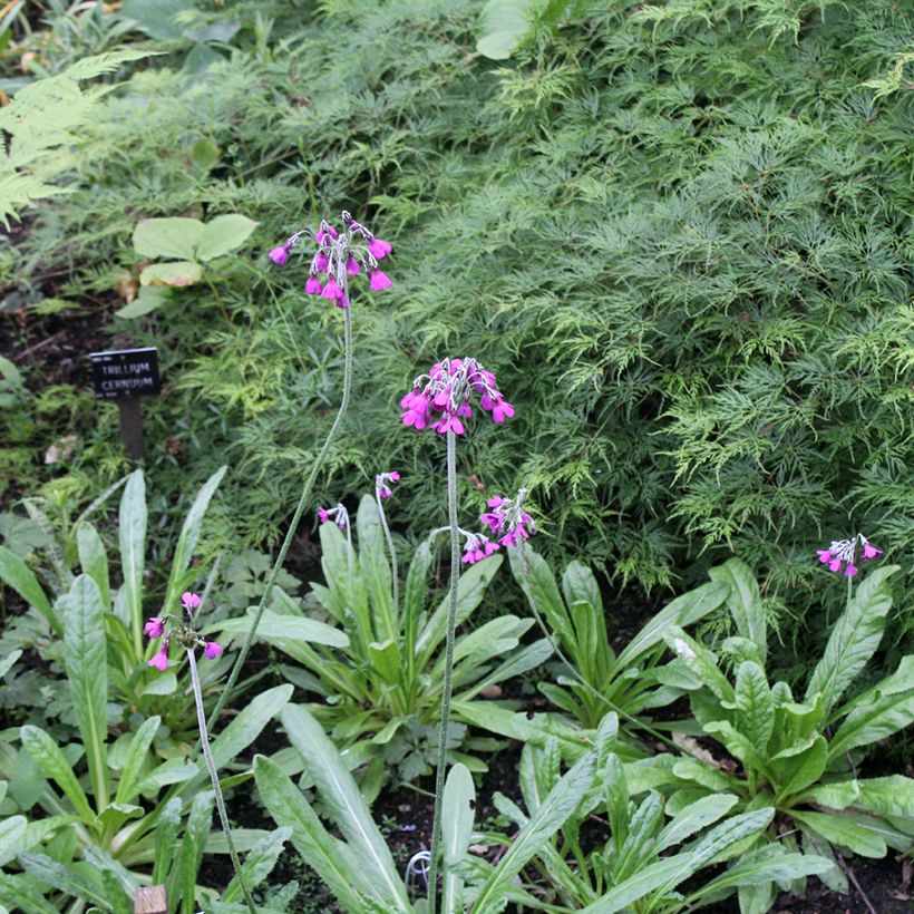 Primevère - Primula secundiflora (Plant habit)