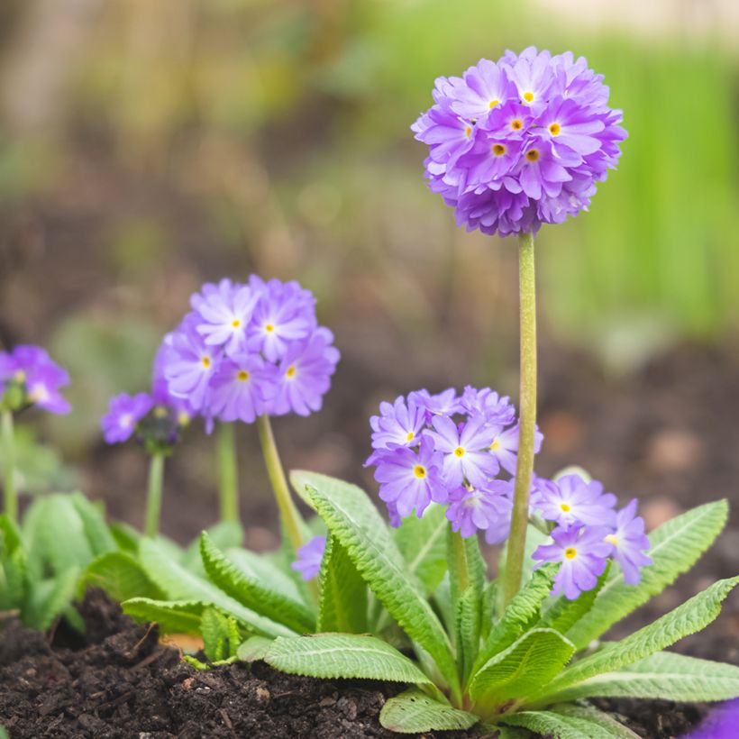 Primevère Prom Lilac - Primula denticulata (Plant habit)