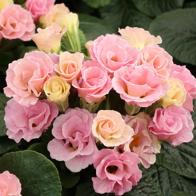 Primevère Rosebud F1 Tutti frutti - Primula acaulis (Flowering)