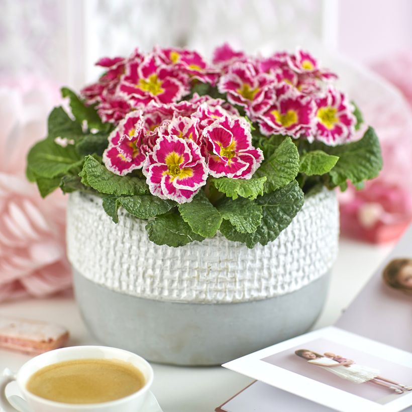 Primevère Sweetie - Primula acaulis (Plant habit)