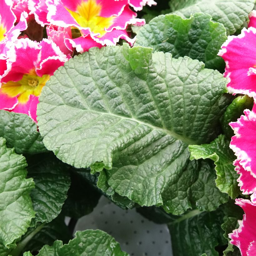Primevère Sweetie - Primula acaulis (Foliage)