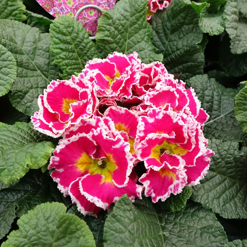 Primevère Sweetie - Primula acaulis (Flowering)