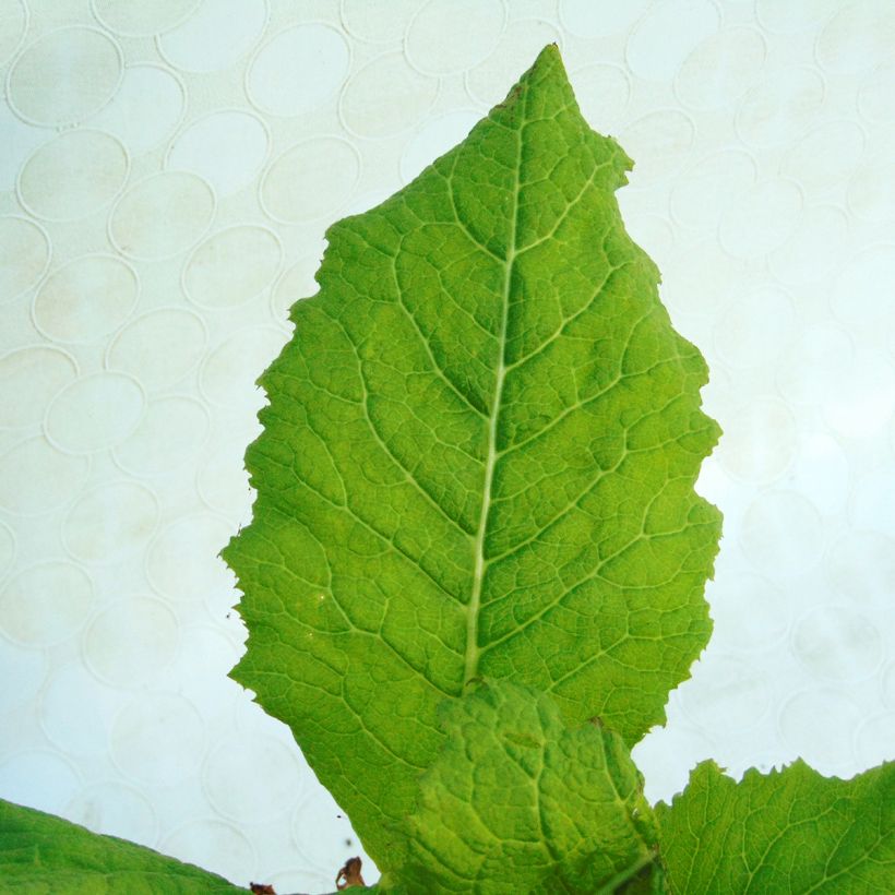 Primevere candélabre - Primula japonica Alba (Foliage)