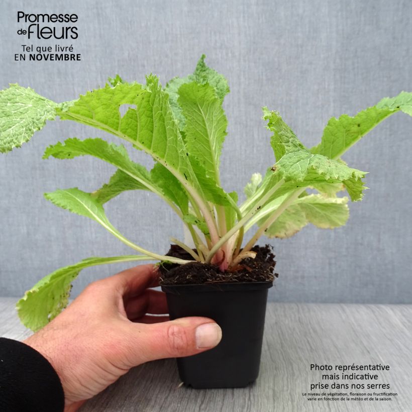 Example of Primevere candélabre - Primula japonica Alba Godet de 8/9 cm as you get in automne