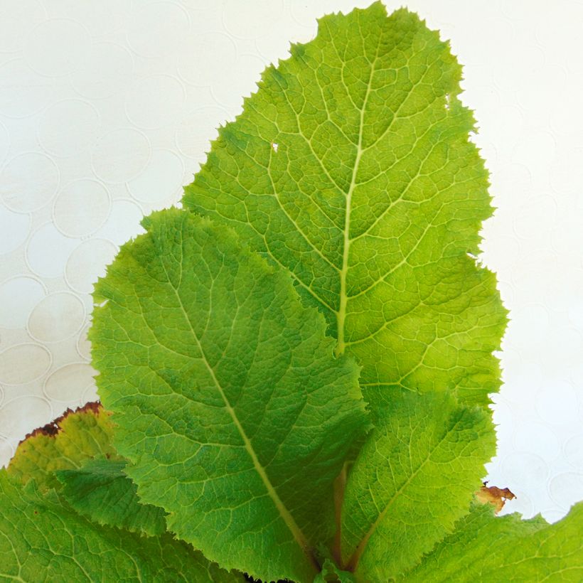 Primevère du Japon Millers Crimson - Primula japonica (Foliage)