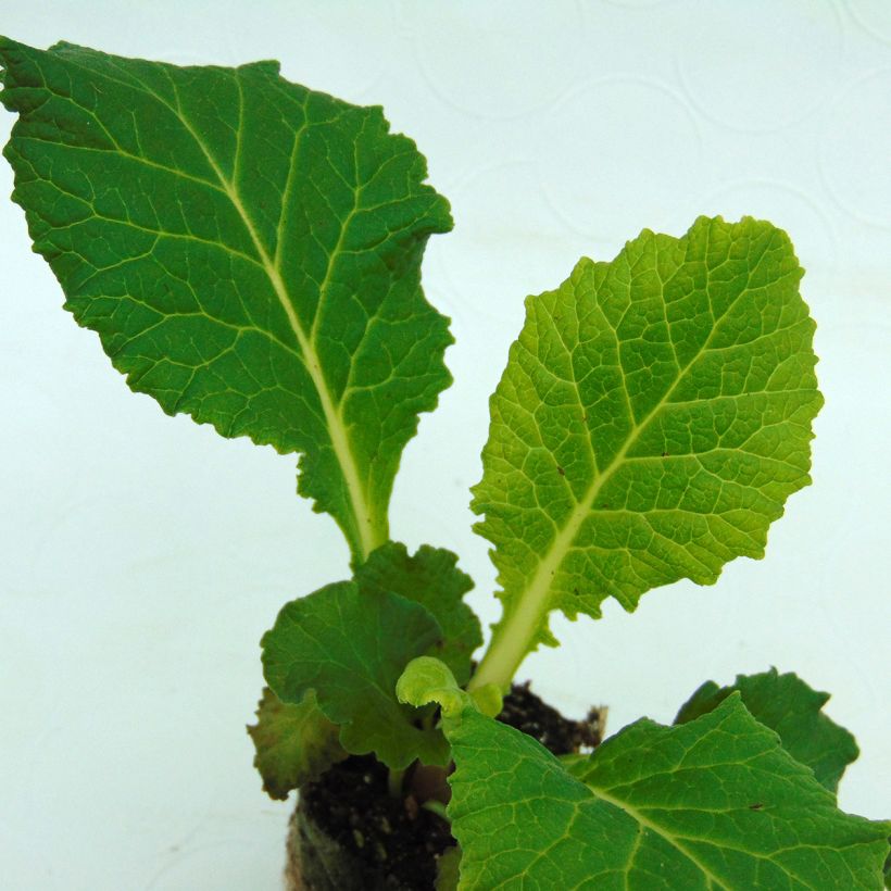 Primevère double Belarina Amethyst Ice - Primula vulgaris  (Foliage)