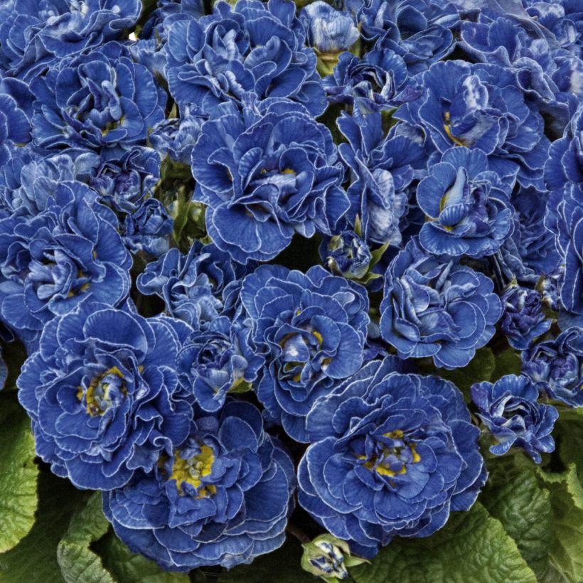 Primevère double Belarina Baltic Blue - Primula vulgaris (Flowering)