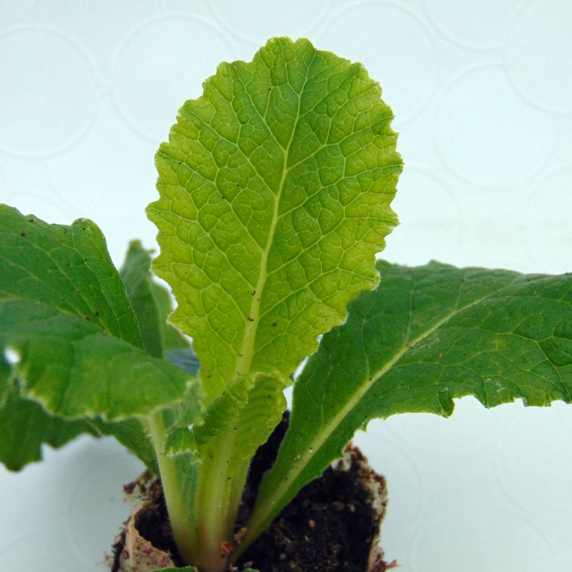 Primevère double Belarina Cobalt Blue - Primula vulgaris (Foliage)