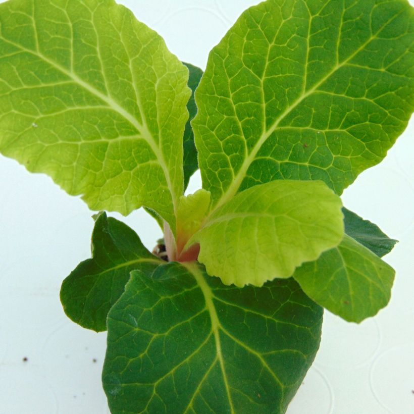 Primevère double Belarina Cream - Primula vulgaris  (Foliage)