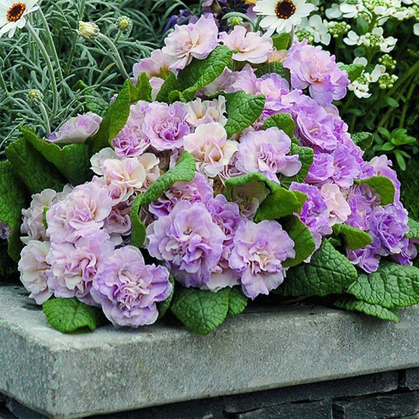 Primevère double Belarina Pink Champagne - Primula vulgaris (Plant habit)