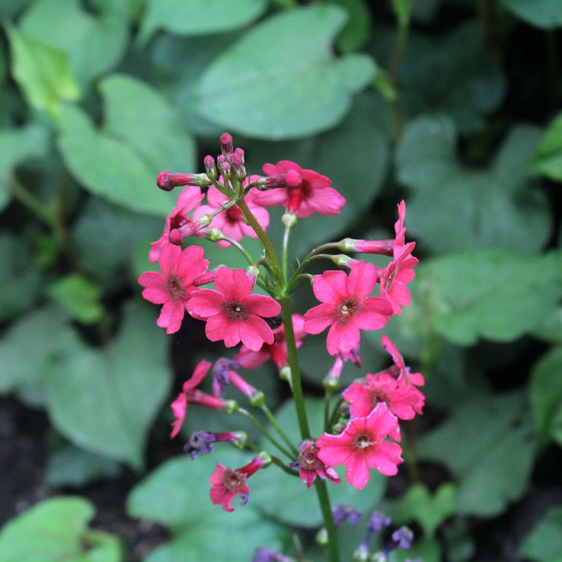 Primevère du Japon Millers Crimson - Primula japonica (Flowering)