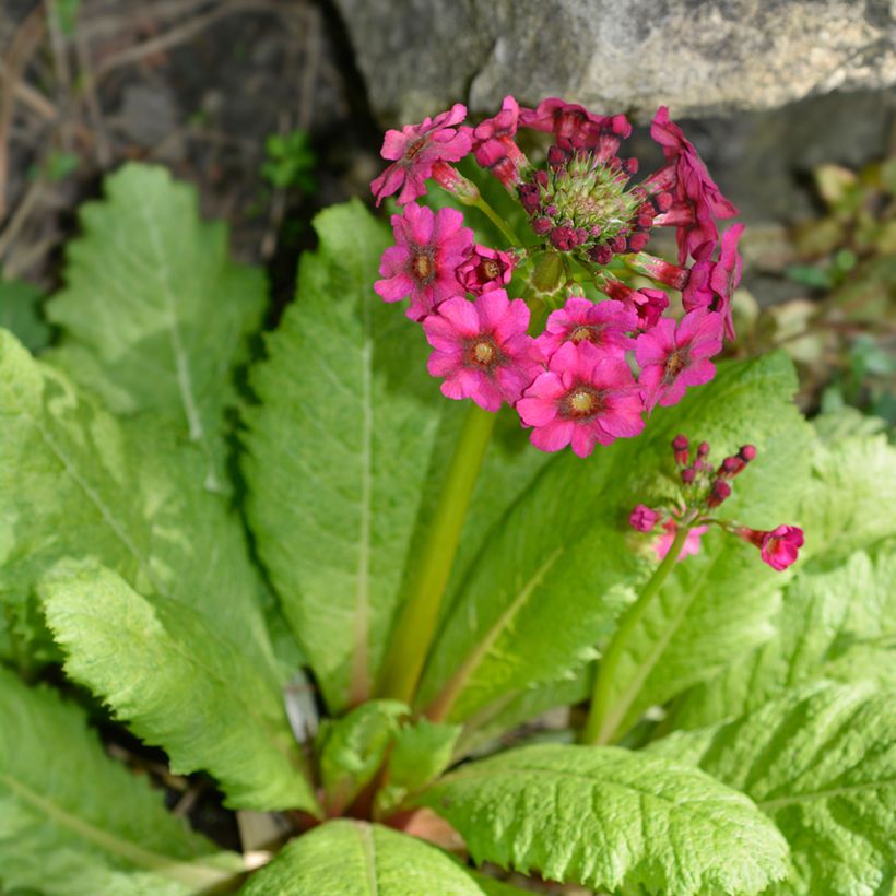 Primevère du Japon Millers Crimson - Primula japonica (Plant habit)