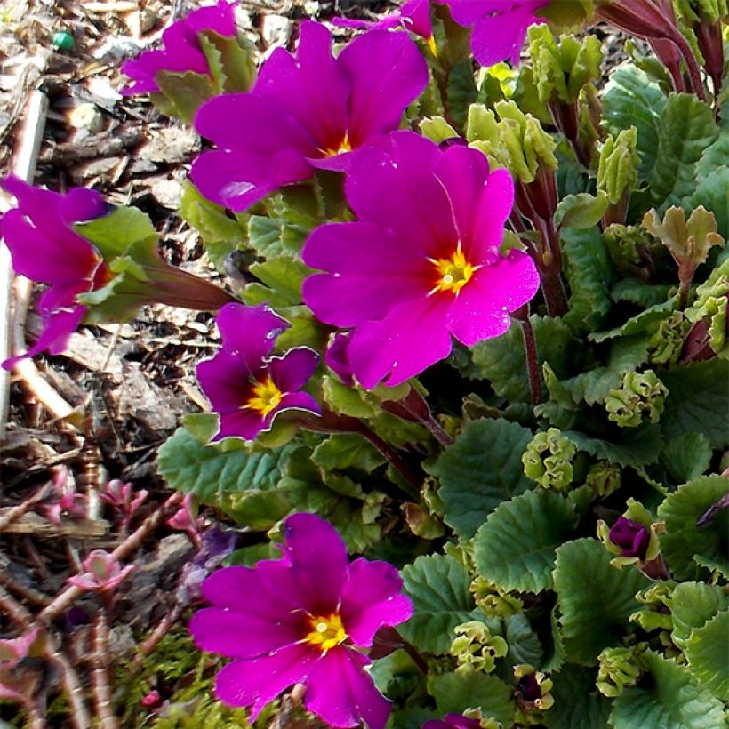 Primula juliae Wanda - Primevère vivace tapissante (Flowering)