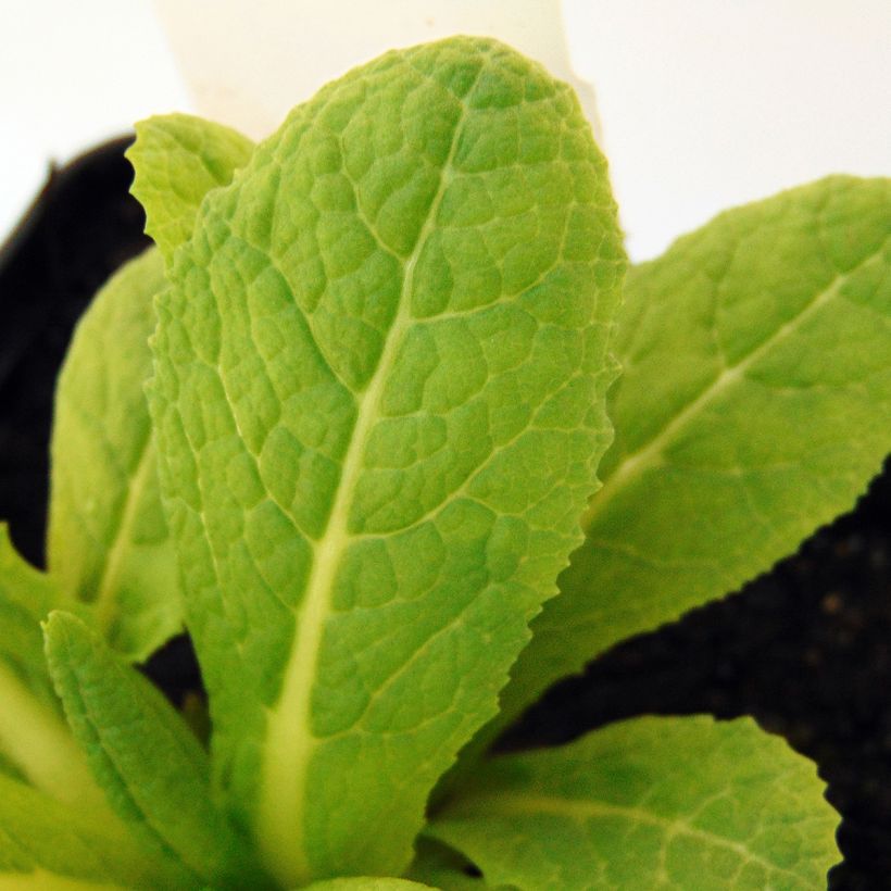 Primula beesiana - Primevère candélabre (Foliage)