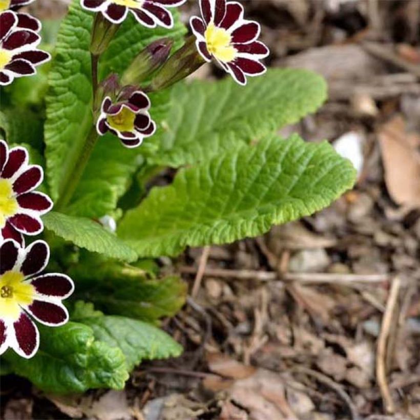 Primevère - Primula elatior Silver Lace Black (Foliage)