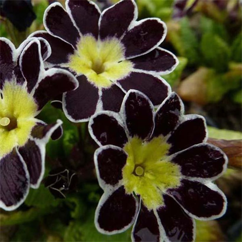 Primevère - Primula elatior Silver Lace Black (Flowering)
