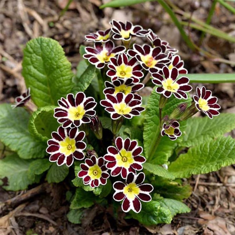 Primevère - Primula elatior Silver Lace Black (Plant habit)