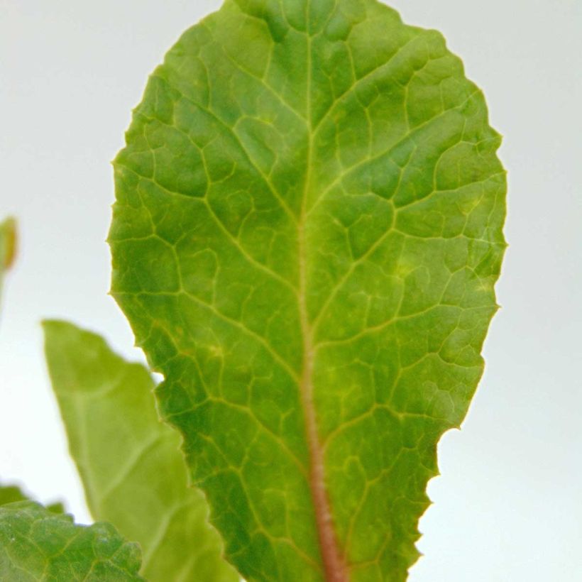 Primula juliae Wanda - Primevère vivace tapissante (Foliage)
