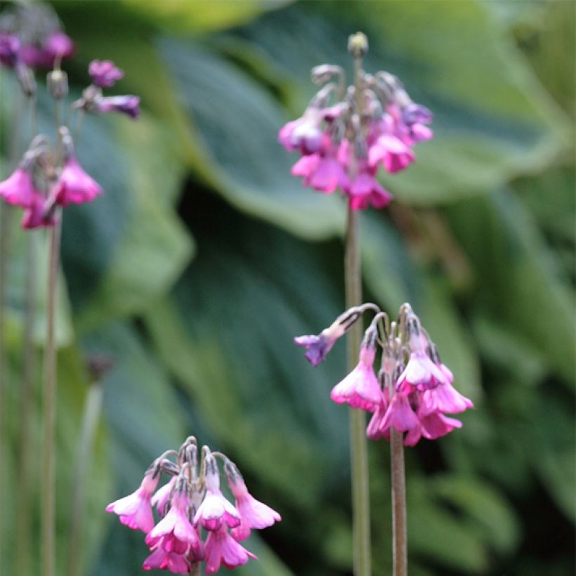 Primevère - Primula secundiflora (Flowering)