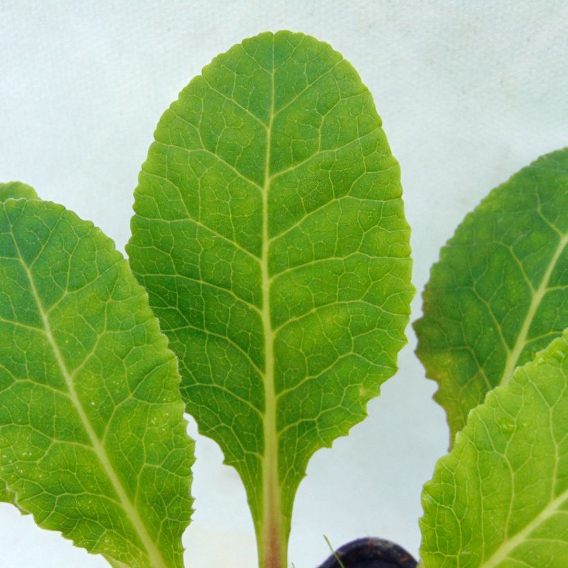 Primula veris - Primevère officinale, Coucou (Foliage)