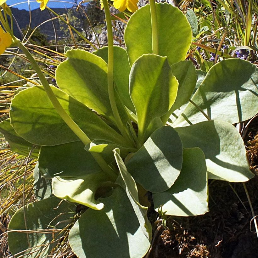 Auricule des jardins - Primula x pubescens  (Foliage)