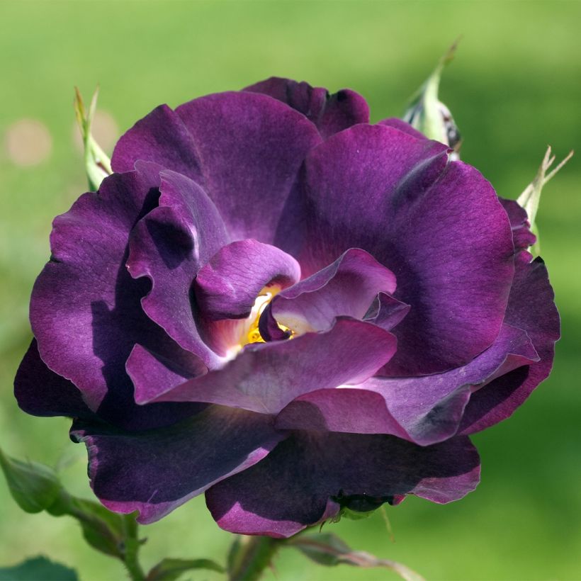 Rosier arbustif ou grimpant Princesse Sibilla de Luxembourg (Flowering)