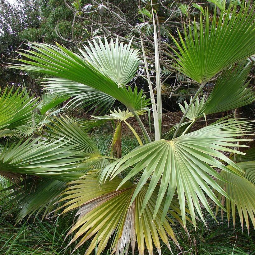 Pritchardia hillebrandii - Palmier d'Hawaï (Foliage)
