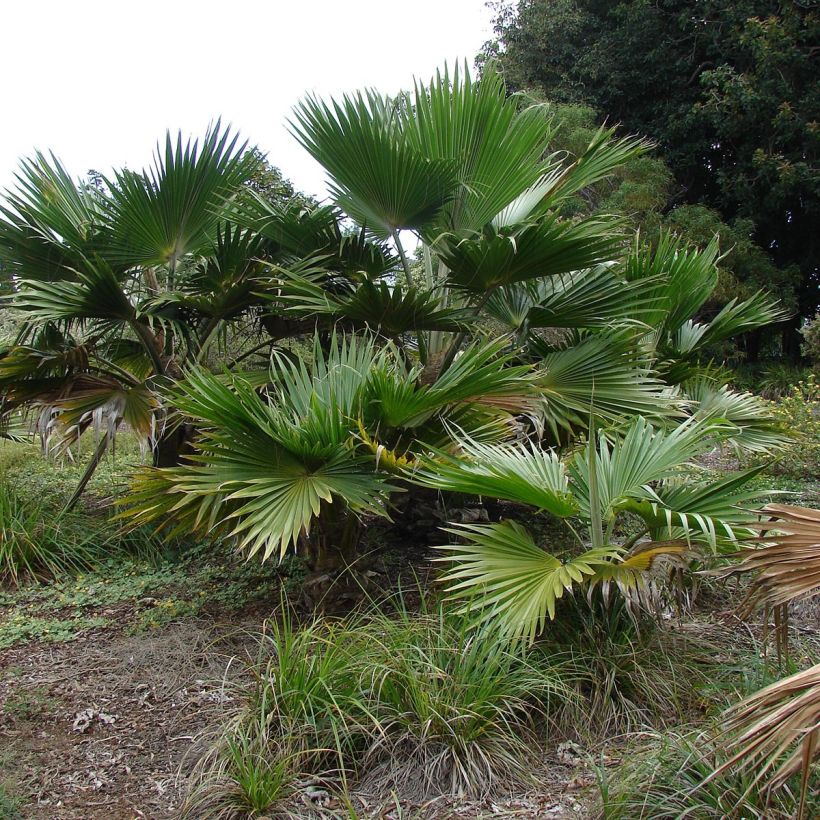 Pritchardia hillebrandii - Palmier d'Hawaï (Plant habit)