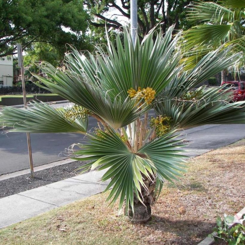 Pritchardia hillebrandii Blue Moon - Palmier d'Hawaï (Plant habit)