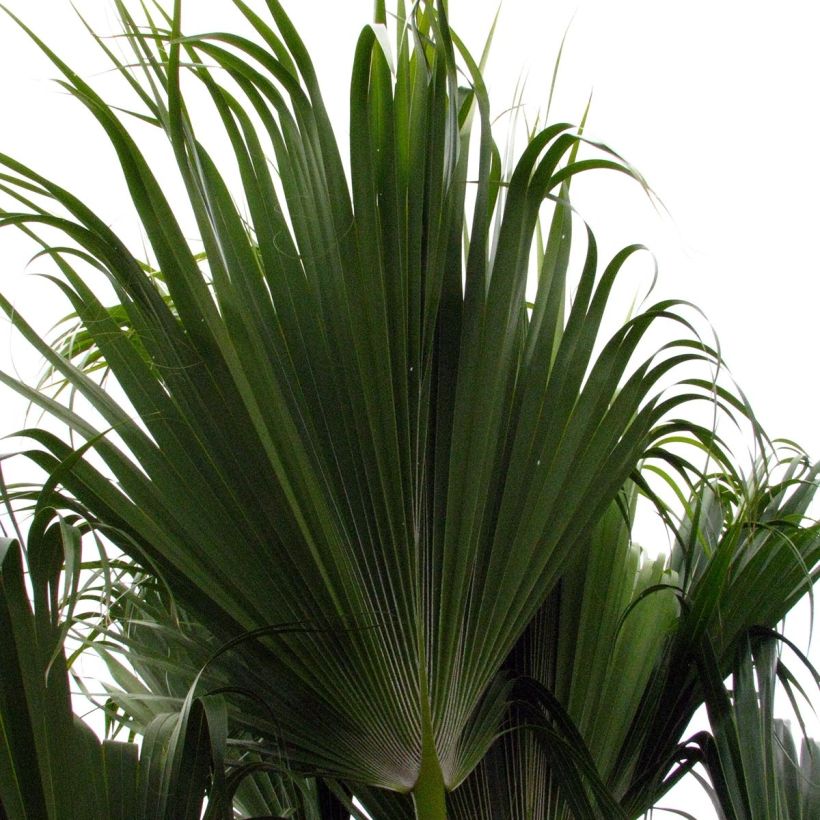 Pritchardia remota - Palmier d'Hawaï (Foliage)