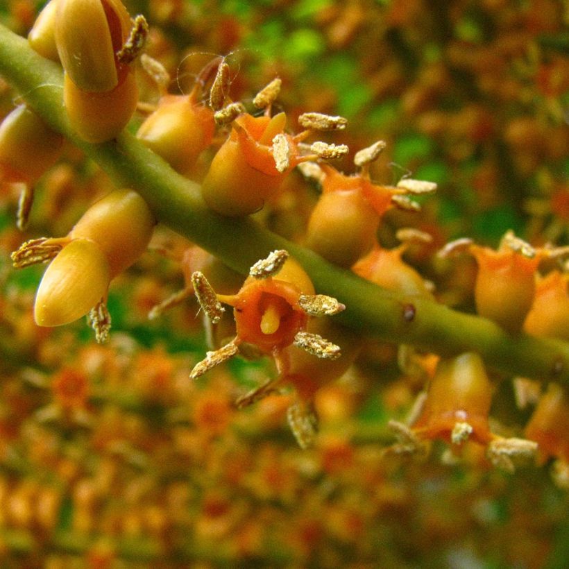 Pritchardia remota - Palmier d'Hawaï (Flowering)