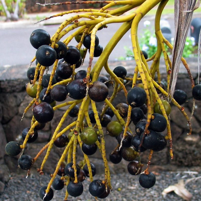Pritchardia remota - Palmier d'Hawaï (Harvest)