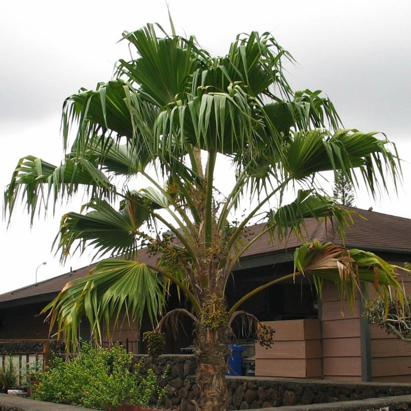 Pritchardia remota - Palmier d'Hawaï (Plant habit)