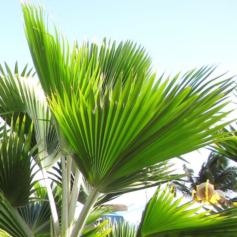 Pritchardia thurstonii - Palmier (Foliage)