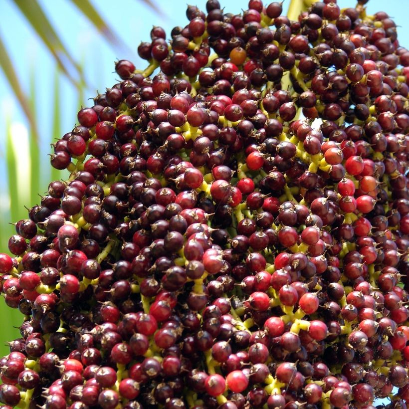 Pritchardia thurstonii - Palmier (Harvest)
