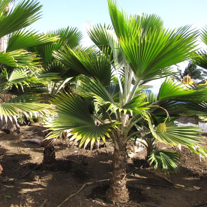 Pritchardia thurstonii - Palmier (Plant habit)