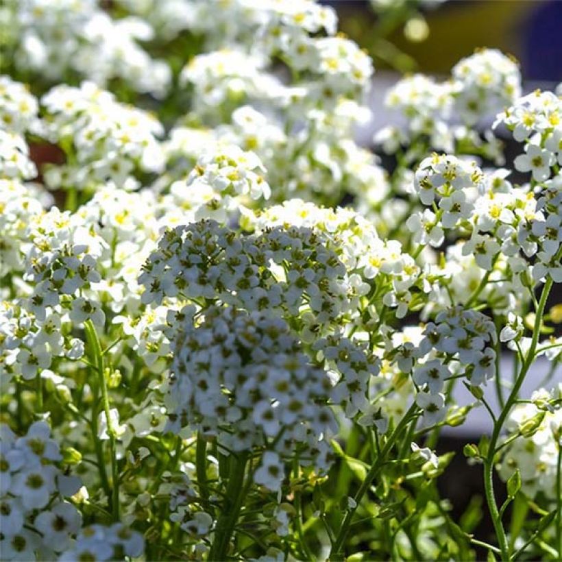 Hornungia alpina - Cresson des chamois (Flowering)
