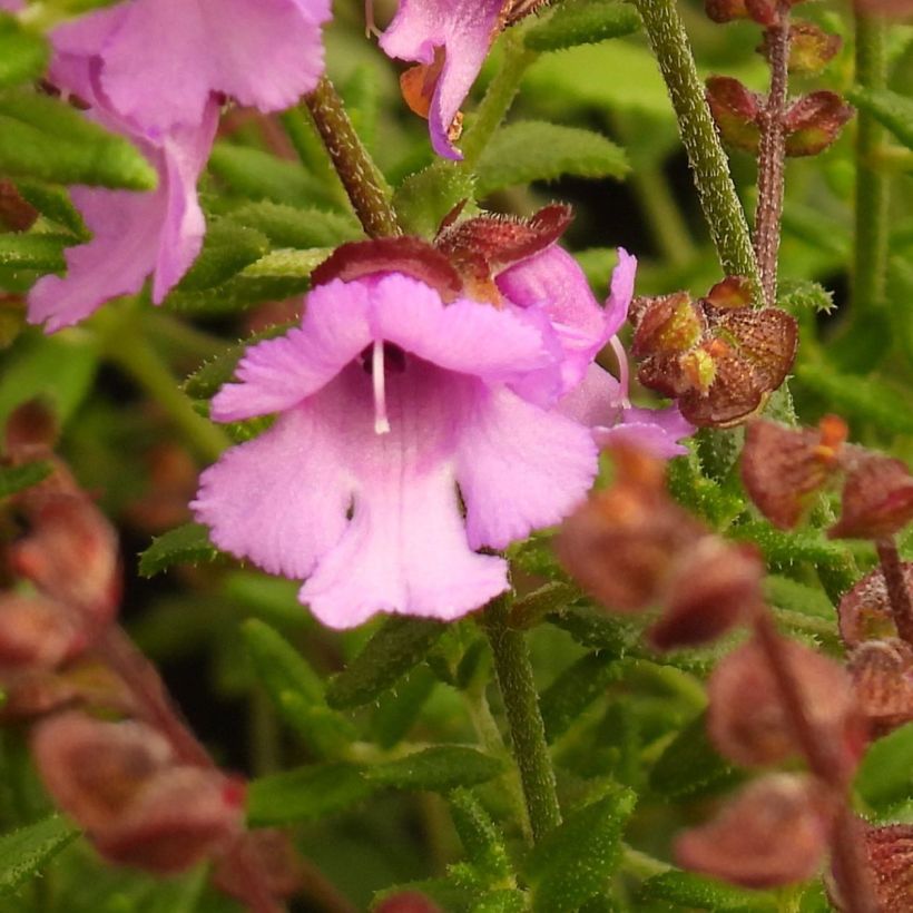 Prostanthera Rosetta - Menthe australienne (Flowering)