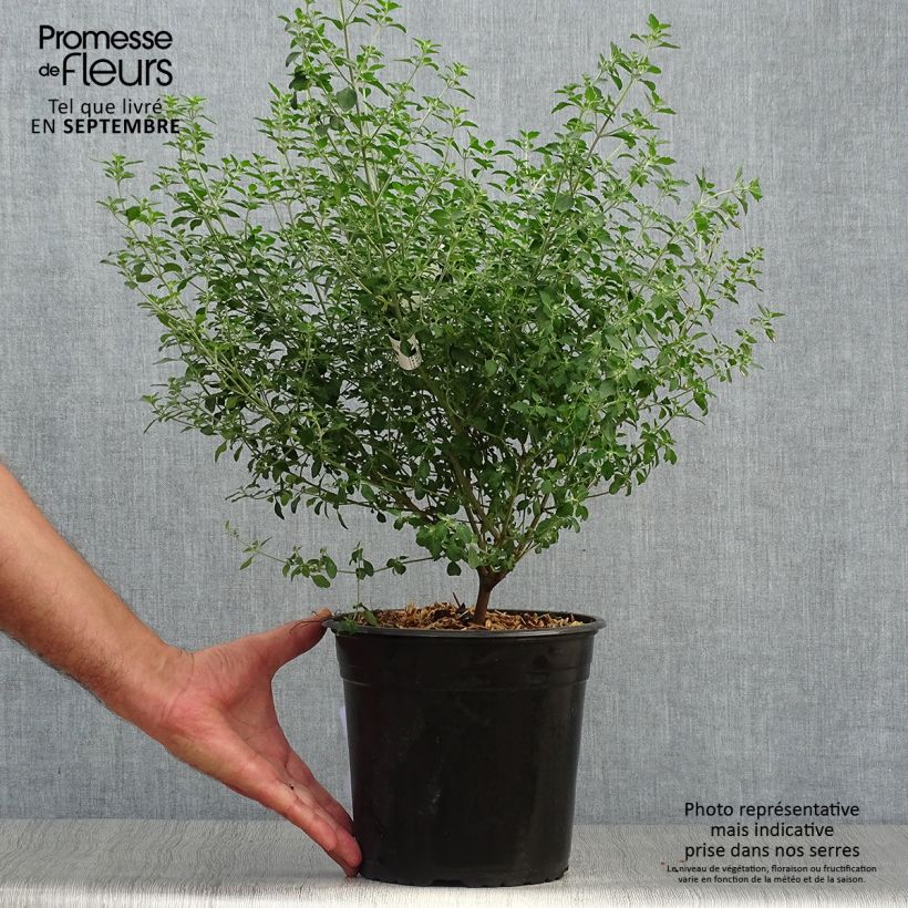 Example of Prostanthera rotundifolia - Menthe Australienne Pot de 4L/5L as you get in automne