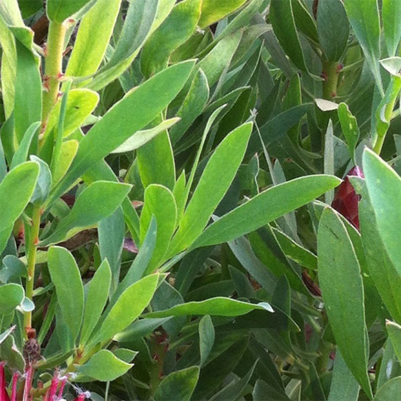 Protea Clark's Red - Protée hybride (Foliage)