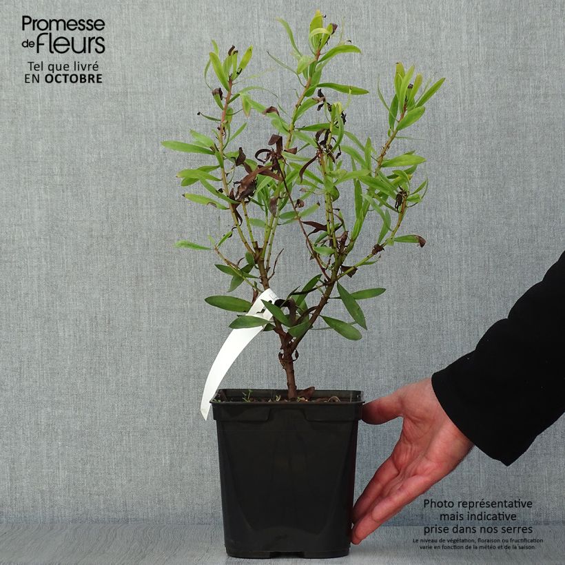 Example of Protea Clark's Red - Protée hybride Pot de 4L/5L as you get in automne