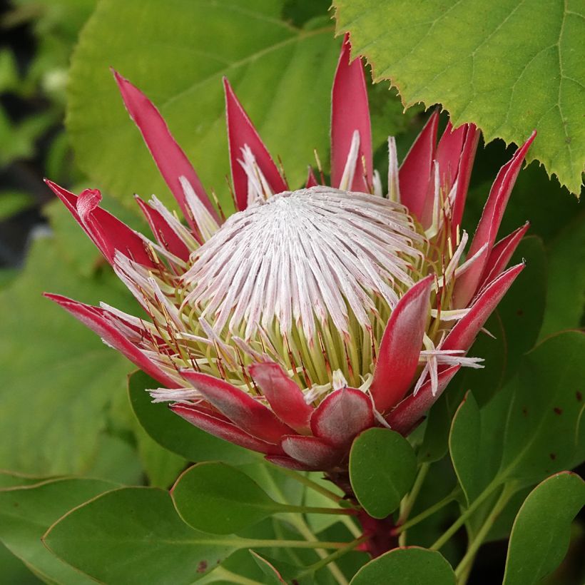 Protea Little Prince - Protée royale (Flowering)