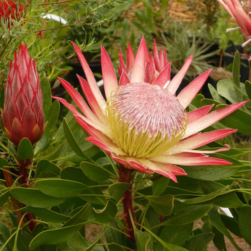 Protea Pink Crown - Protée hybride (Flowering)