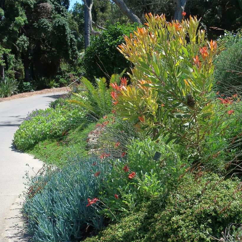 Protea Pink Ice - Protée hybride (Plant habit)