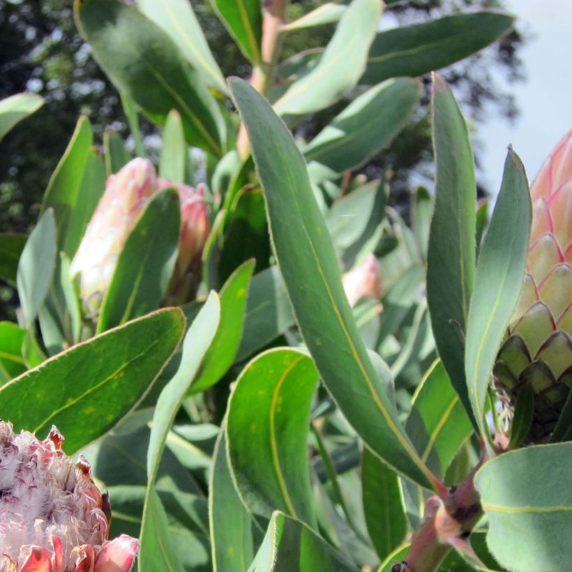 Protea Susara - Protée hybride (Foliage)