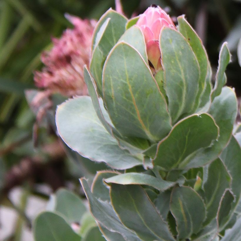 Protea eximia - Protée à feuilles larges (Foliage)