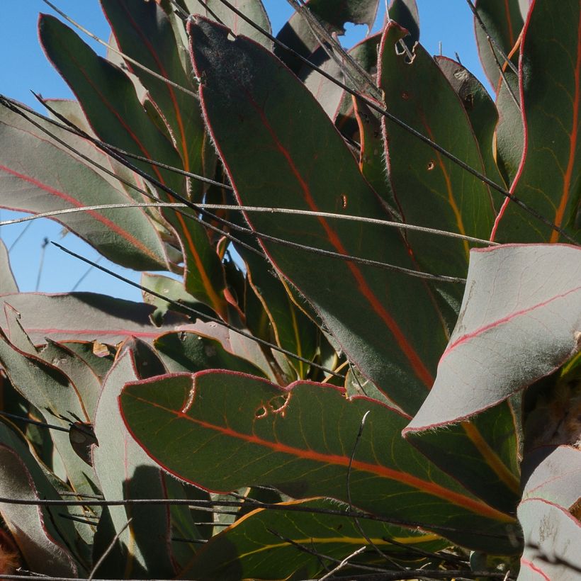 Protea magnifica - Protée magnifique, Reine Protée (Foliage)