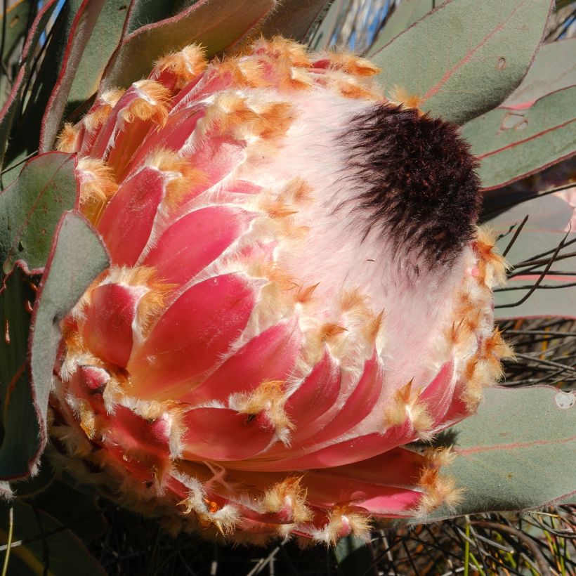 Protea magnifica - Protée magnifique, Reine Protée (Flowering)